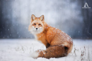 Photo - Iza Lyson, Freya the Fox en hiver