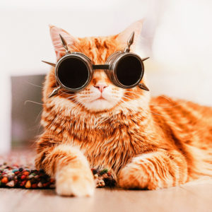 Kristina Makeeva - Kotleta Cat
