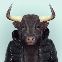portrait d'un taureau habillé
