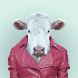 portrait d'une vache habillé