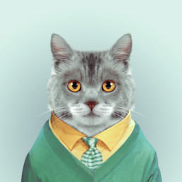 portrait d'un chat habillé