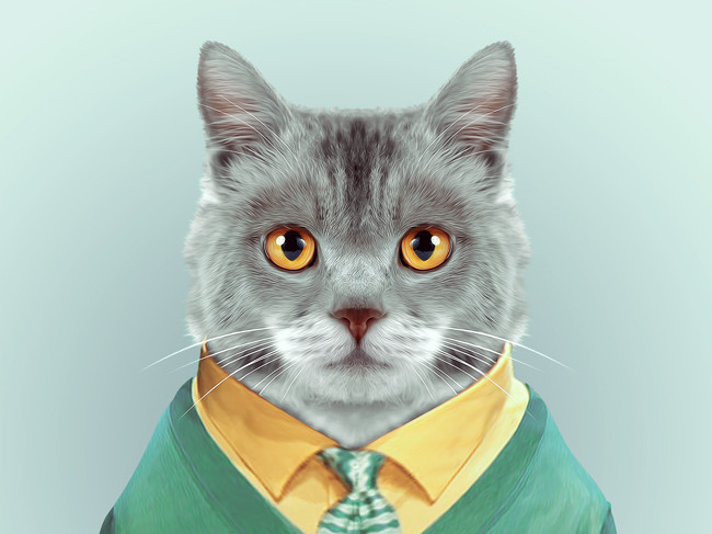 portrait d'un chat habillé