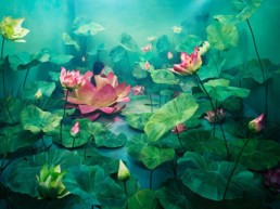 Resurrection – Jee Young Lee