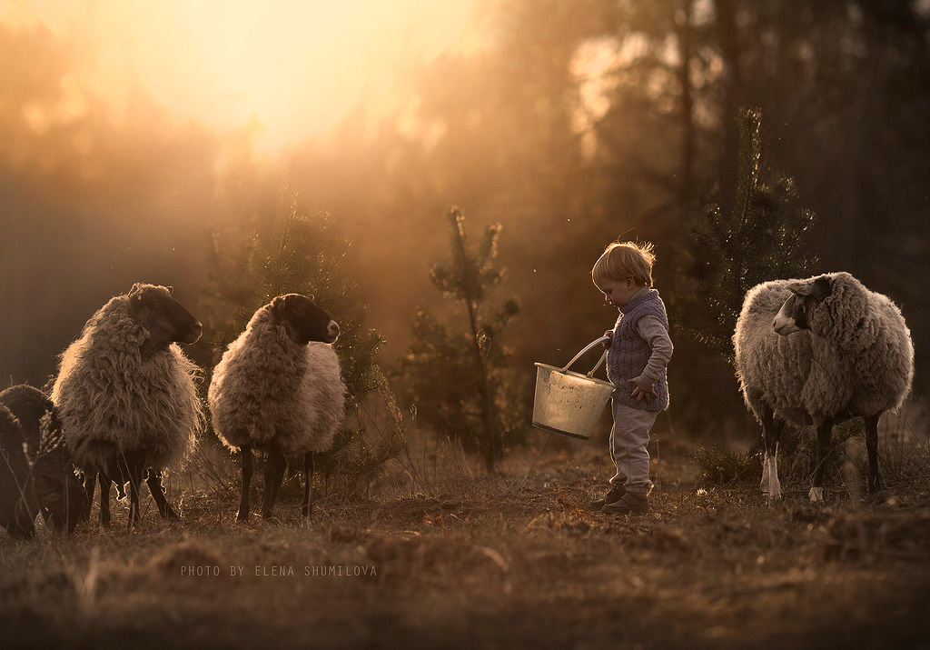 Un enfant et des moutons
