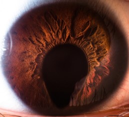 Des impressionnantes macrophotographies du globe oculaire humain