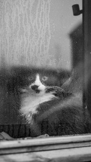 Photographies de chats en noir et blanc