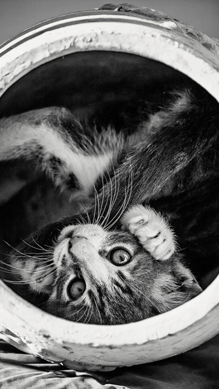 Photographies de chats en noir et blanc