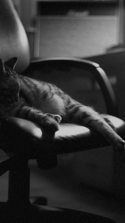 Photographies de chats en noir et blanc