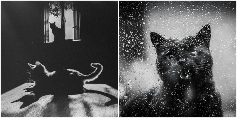 Superbes photographies de chats en noir et blanc