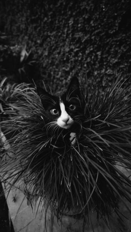 Photographies de chats en noir et blanc