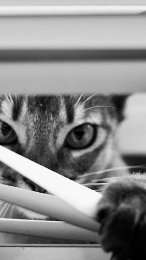 Photographies de chats en noir et blanc