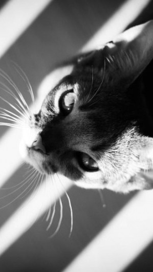 Photographies de chats en noir et blanc