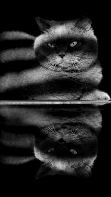 Photographies de chats en noir et blanc