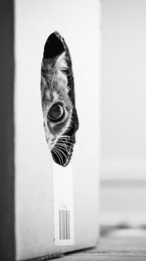 Photographies de chats en noir et blanc