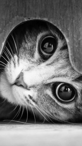 Photographies de chats en noir et blanc