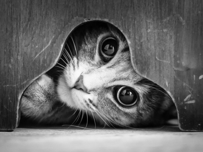 Photographies de chats en noir et blanc