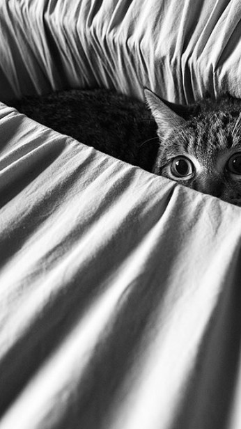 Photographies de chats en noir et blanc