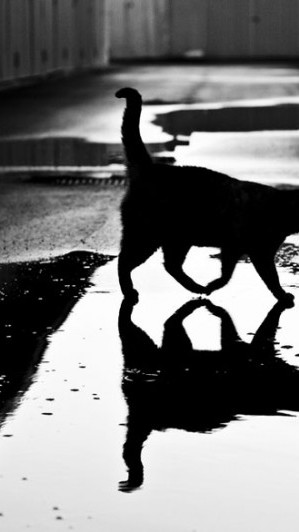 Photographies de chats en noir et blanc