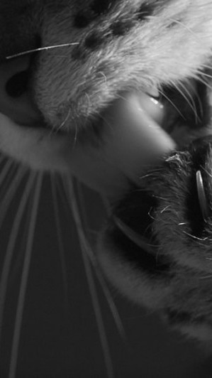 Photographies de chats en noir et blanc