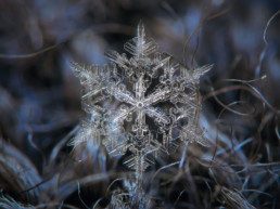 Des flocons de neige en macro par le photographe Alexey Kljatov