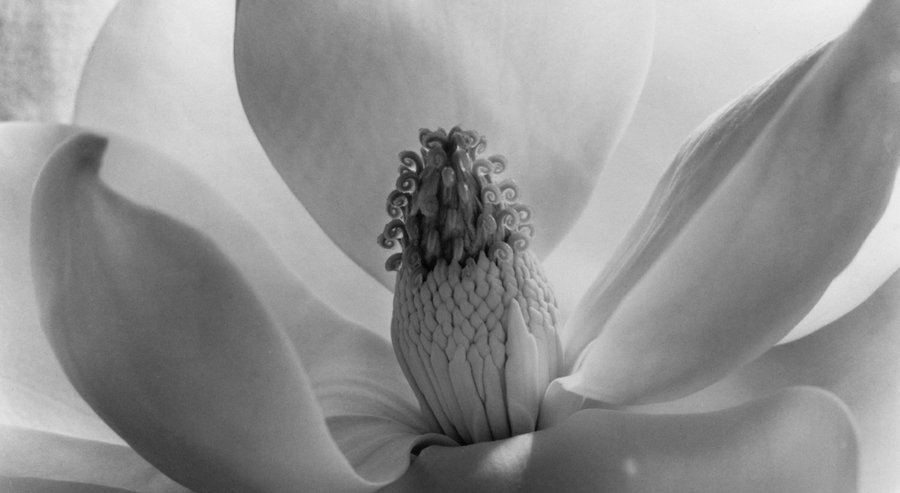 Imogen Cunningham