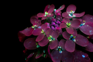 Photo : Craig P. Burrows / Glowing Flowers