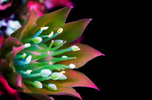 Photo : Craig P. Burrows / Glowing Flowers