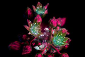 Photo : Craig P. Burrows / Glowing Flowers