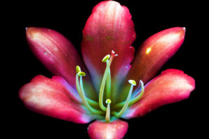 Photo : Craig P. Burrows / Glowing Flowers