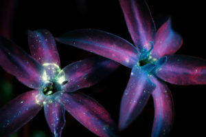 Photo : Craig P. Burrows / Glowing Flowers