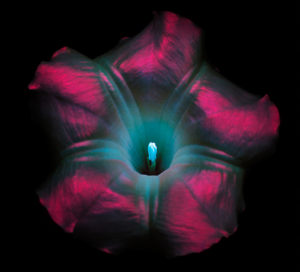 Photo : Craig P. Burrows / Glowing Flowers