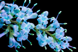 Photo : Craig P. Burrows / Glowing Flowers