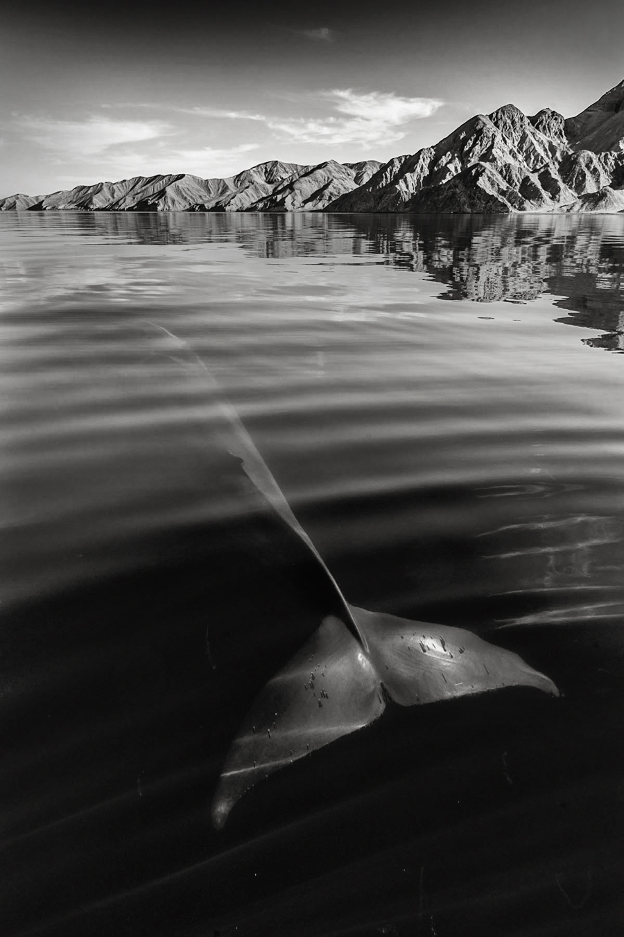 Photo : Christopher Swann / Baleine dans le désert