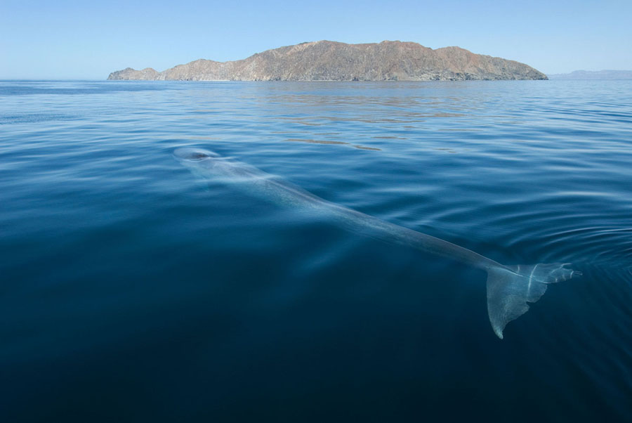 Photo : Christopher Swann / Une baleine bleue à la surface
