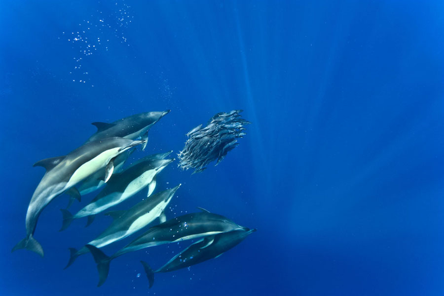 Photo : Christopher Swann / Dauphins chassant un banc de maquereaux