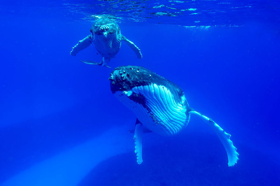 Photo : Christopher Swann / Baleine et son petit face au photographe