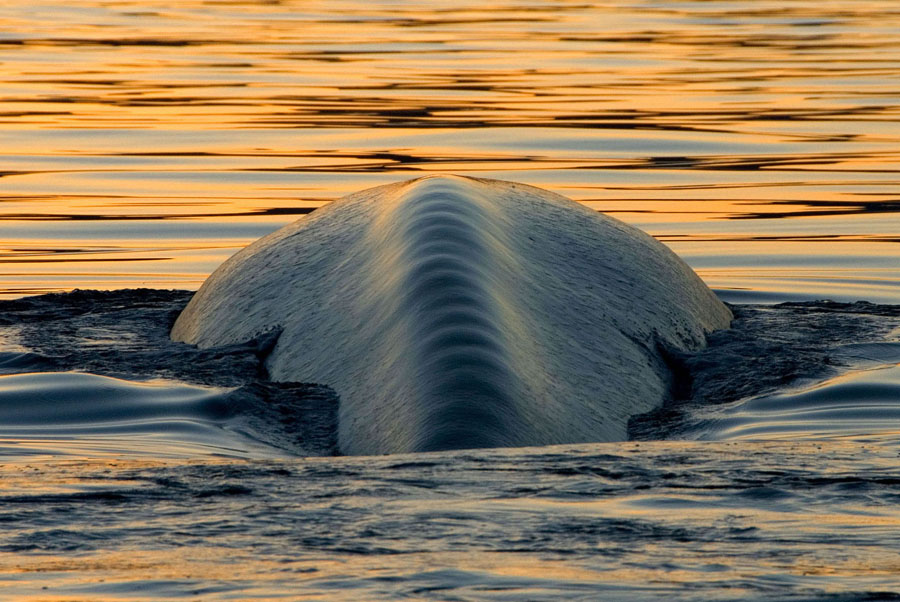 Photo : Christopher Swann / Baleine bleue au couchant