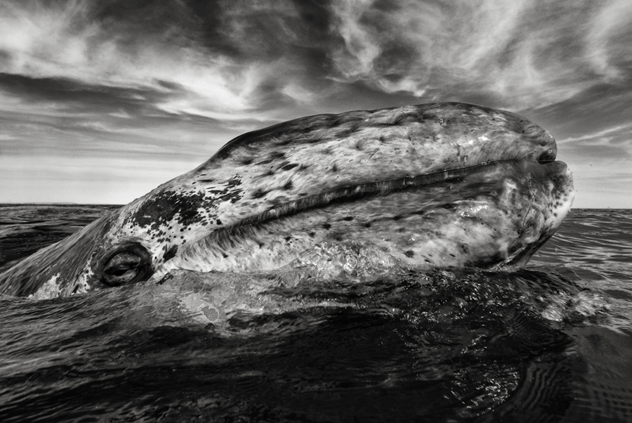 Photo : Christopher Swann / Baleine grise à la surface