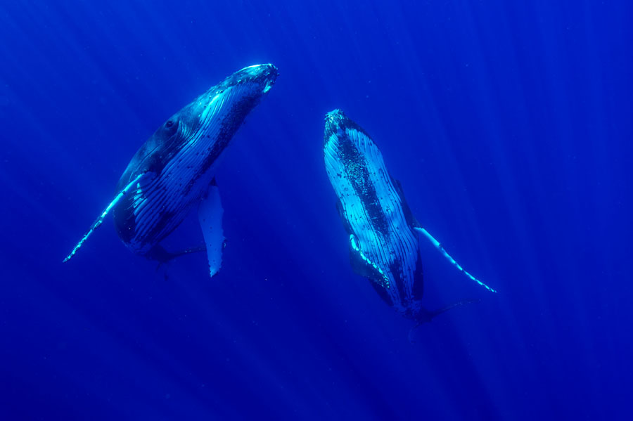 Photo : Christopher Swann / Baleines à bosses au fond de l'océan