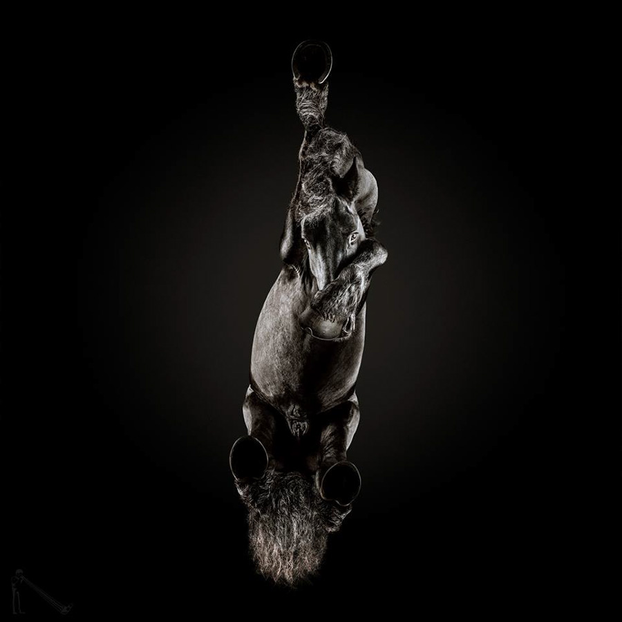 Andrius Burba - Under- Horse Project