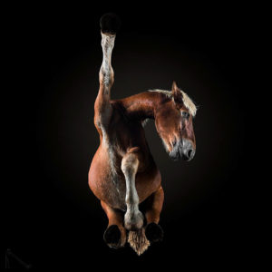 Photo : Andrius Burba / Under-Horse