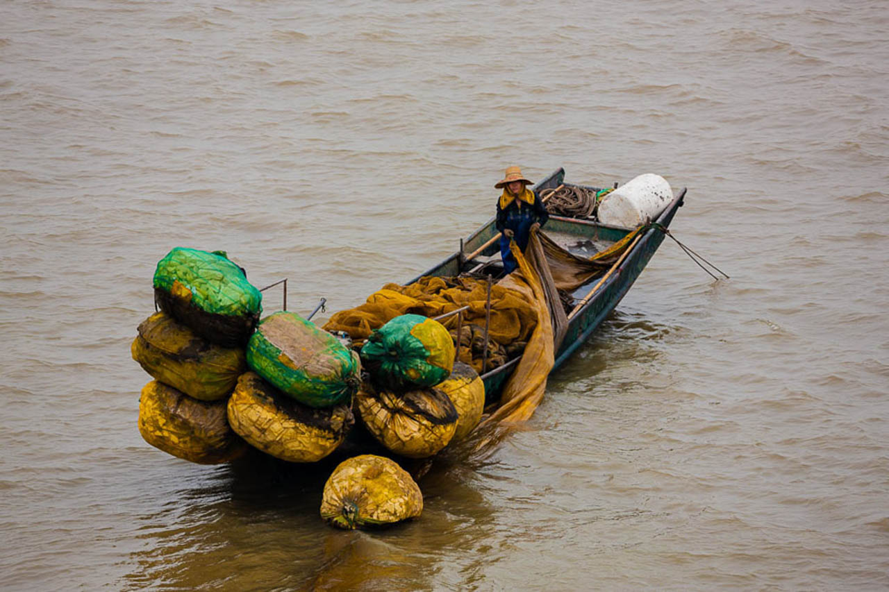 © Yann Arthus-Bertrand - Bateau de pêche sur le Yangtsé au large de Shanghai, Chine (31°28' N - 121°27' E). Le fleuve Yangtsé est le plus grand fleuve de Chine, et son bassin compte pour 70 % de la pêche continentale du pays. Pour autant, depuis 2002 la pêche est régulièrement interdite sur l’ensemble du fleuve chaque année pour des périodes plus ou moins longues afin de permettre la reconstitution des stocks de poissons, notamment pendant la période de reproduction. Beaucoup d’espèces sont au bord de l’extinction et pourrait connaître le sort du dauphin de Chine (Lipotes vexillifer), un cétacé d’eau douce endémique du Yangtsé. Ce dernier a été déclaré éteint en 2007. Le marsouin du Yangtsé, un autre cétacé d’eau douce est lui en sursis. La pêche et l’aquaculture jouent un rôle de plus en plus important dans l’alimentation des hommes. Ainsi, à l’échelle de la planète, la consommation de poissons est passée de 10 kg par an et par personne dans les années 1960 à 19 kg par an et par personne en 2012, selon l’Organisation des Nations-unies pour l’alimentation et l’agriculture (FAO). Cela représente 17 % des apports protéiniques mondiaux. On estime que 60 millions de personnes travail dans le domaine de la pêche et de l’aquaculture dont 84 % en Asie. Les tonnages pêchés, de l’ordre de 80 millions de tonnes par an, sont stables mais de nombreuses pêcheries sont surexploitées. Seule l’aquaculture progresse. La Chine représente à elle seule 60 % de la production de ce dernier secteur.