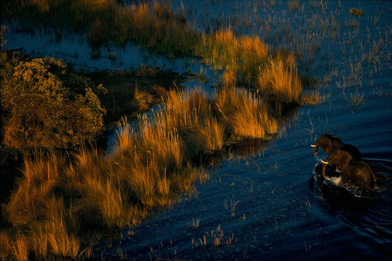 © Yann Arthus-Bertrand - Elephants in the Okavango Delta, Botswana (19°26' S - 23°03' E).