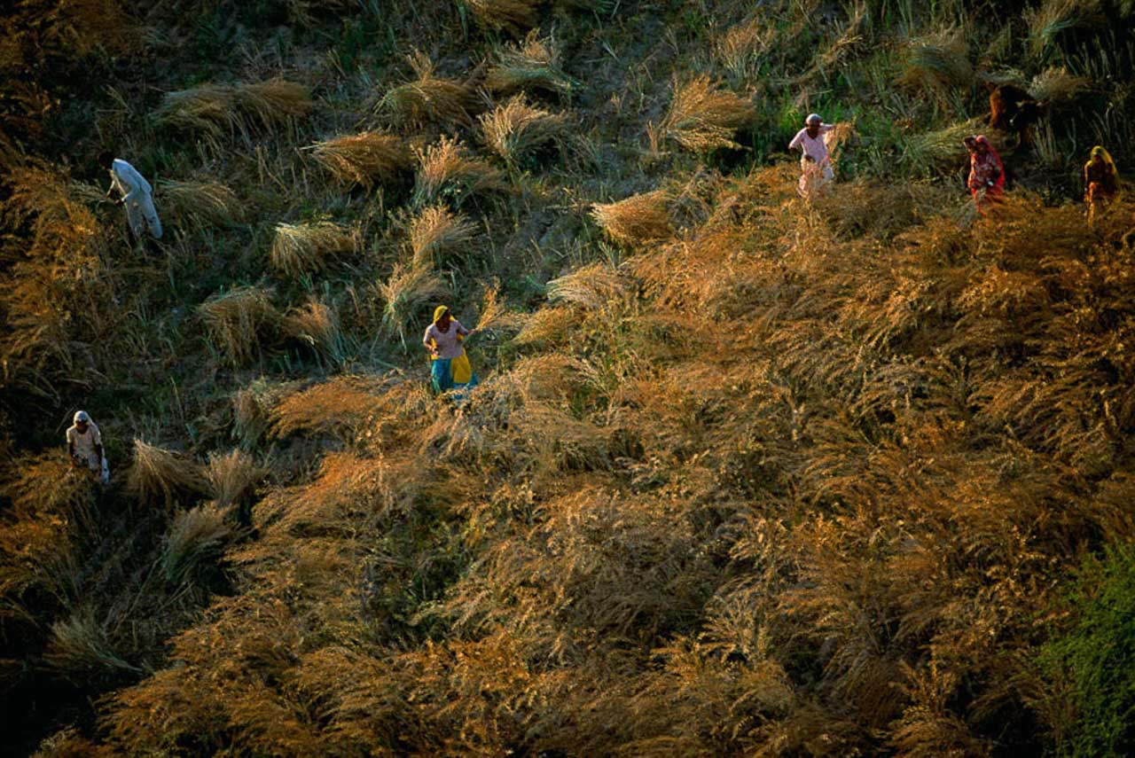 © Yann Arthus-Bertrand - Field cultivation, north of Jodhpur, Rajasthan, India (26°22' N – 73°02' E).