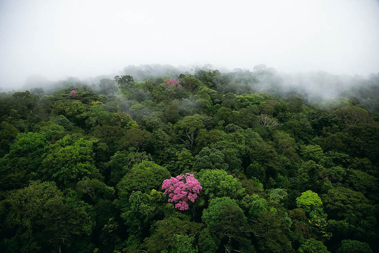 © Yann Arthus-Bertrand - Pink ebony on the Kaw mountain, French Guiana, France (4°30' N - 52°00' W).