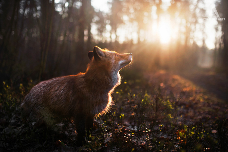 Photo - Iza Lyson, Freya le renard