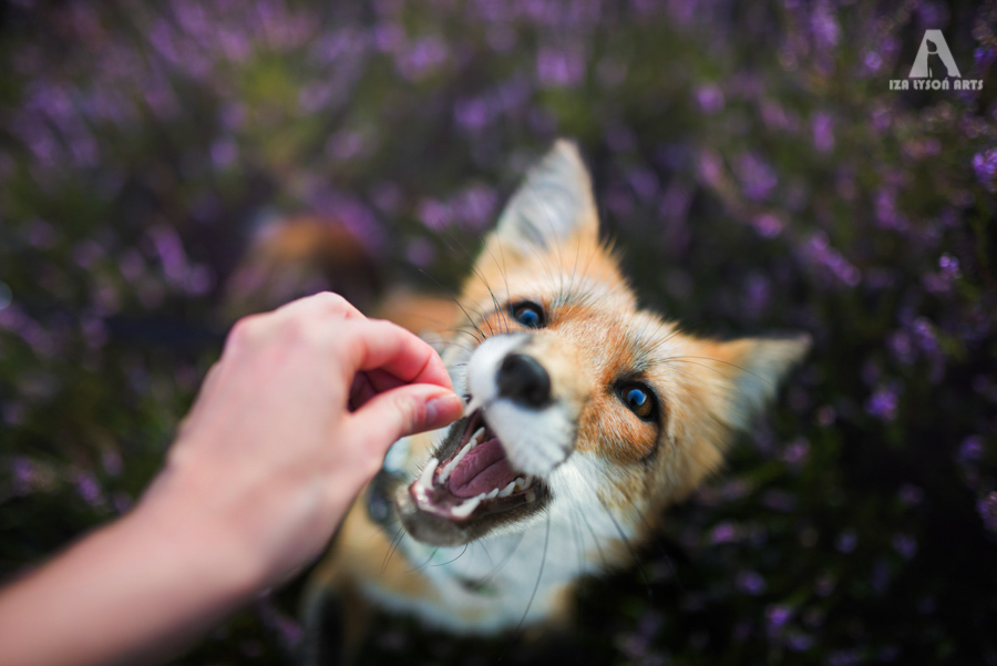 Photo - Iza Lyson, Freya le renard