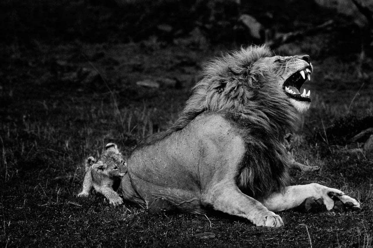 © Yann Arthus-Bertrand - Lionceau mordant la queue d'un lion adulte dans le parc de Masaï Mara, Kenya 