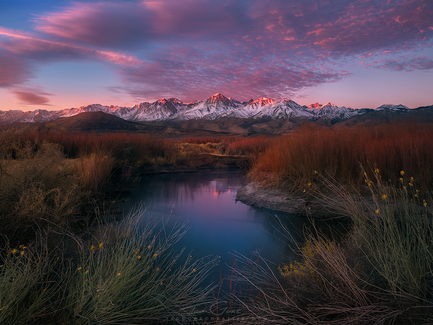 Morning Brush © Ted Gore