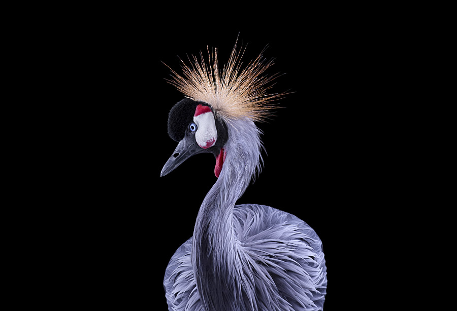 Brad Wilson - Affinity- Iconic Wildlife - African Crowned Crane #1 Grue couronnée Los Angeles CA 2011